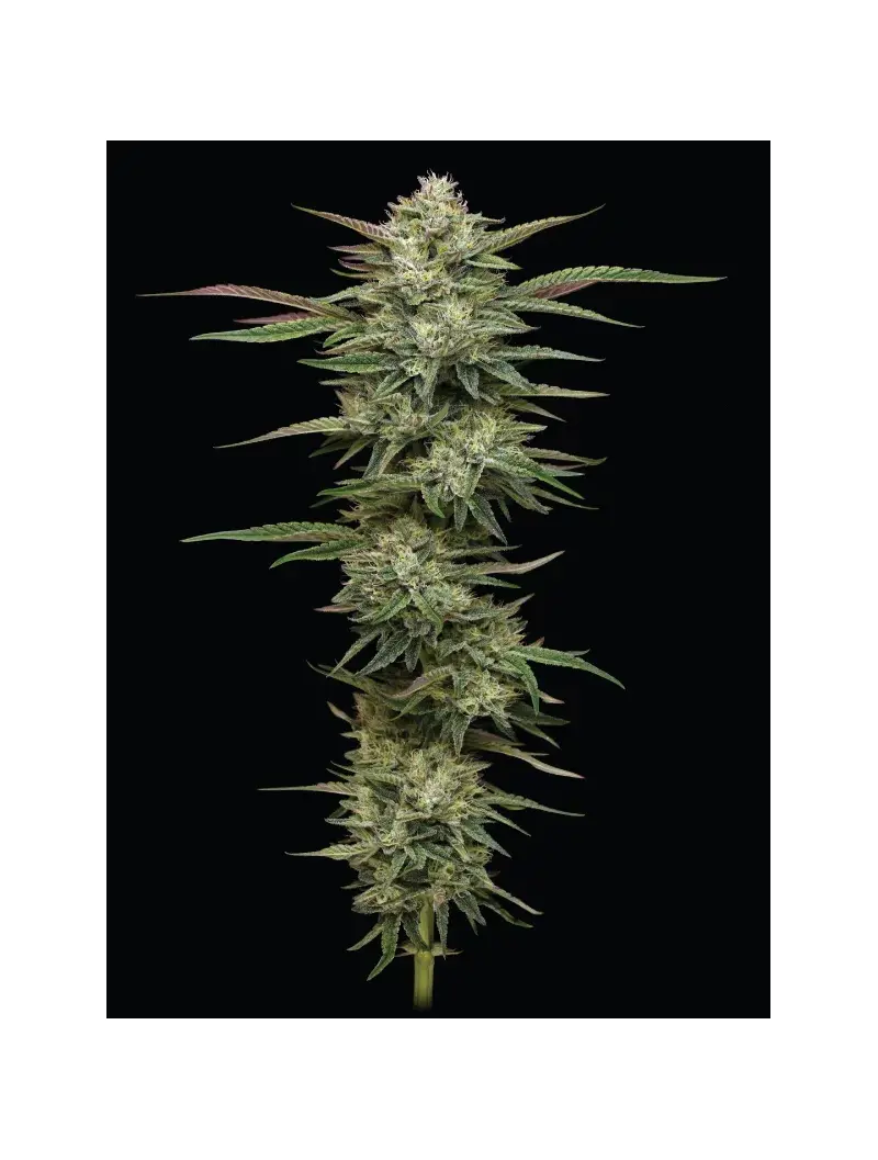 Blueberry Cupcake, Фасовка: 3